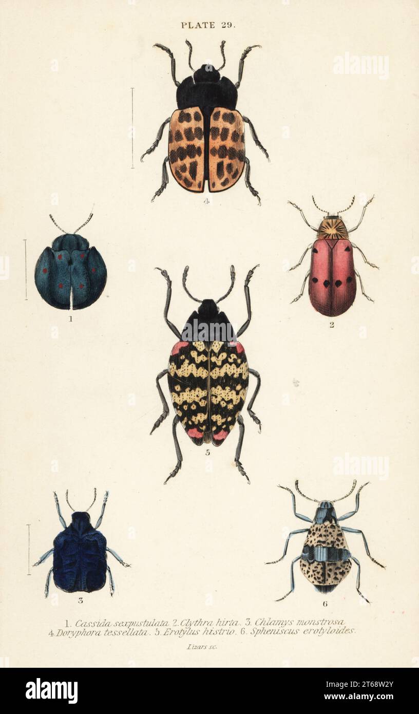 Leaf beetles: Cyrtonota sexpustulata 1, Lachnaia hirta 2, Chlamys monstrosa 3, Doryphora tessellata 4, Erotylus histrio 5 and Spheniscus erotyloides 6. Handcoloured steel engraving by William Lizars from James Duncans Natural History of Beetles, in Sir William Jardines Naturalists Library, W.H, Lizars, Edinburgh, 1835. James Duncan was a Scottish zoologist and entomologist 1804-1861. Stock Photo