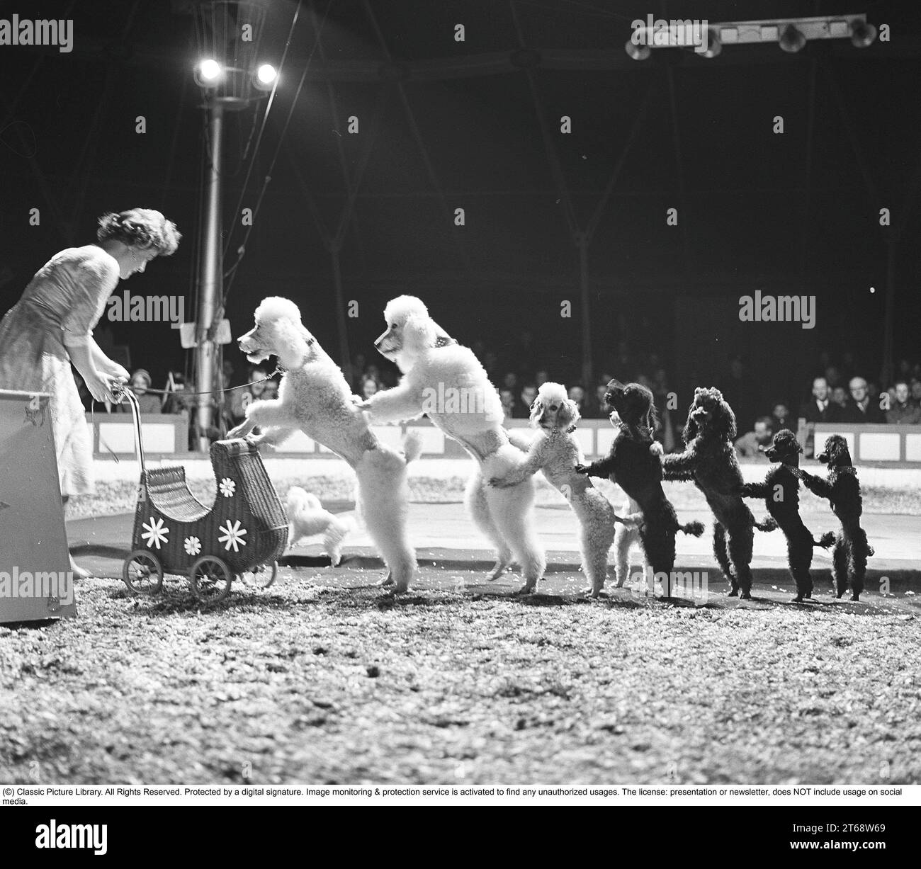 Circus in the 1960s. A woman dog trainer is performing her show together with a group of very well trained poodels, standing in line, balancing on the back legs holding their front feet on each other. Picture taken at Circus Schumann in their circus tent at Djurgården Stockholm Sweden 1961. Ref SSMSAX000888L Stock Photo
