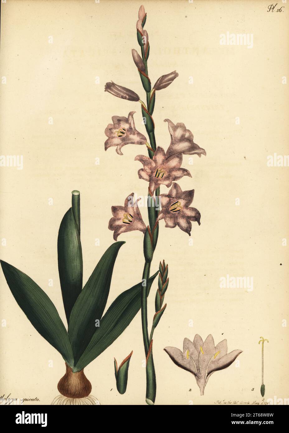 Watsonia laccata, Cape of Good Hope, South Africa. Spike flowered antholyza, Antholyza spicata. Copperplate engraving drawn, engraved and hand-coloured by Henry Andrews from his Botanical Register, Volume 1, published in London, 1799. Stock Photo