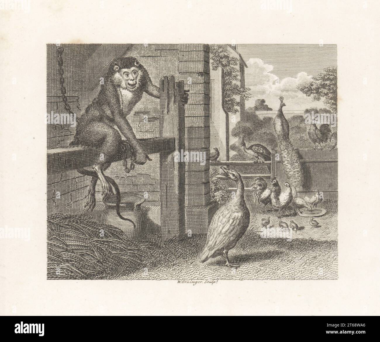 The Baboon and the Poultry. A disgraced baboon chained in a poultry pen is disrepected by a goose. Peafowl, chickens and chicks watch from the yard. Copperplate engraving by William Grainger after an illustration by Hubert Francois Bourguignon Gravelot from Fables by John Gay, with a Life of the Author, John Stockdale, London, 1793. Stock Photo