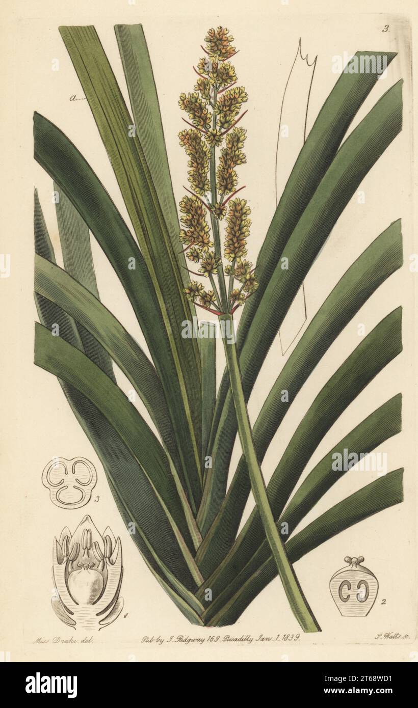 Spiny-head mat-rush, spiky-headed mat-rush or basket grass, Lomandra longifolia. (Long-leaved xerotes, Xerotes longifolia.) Native to Van Diemen's Land (Tasmania), Australia. Handcoloured copperplate engraving by Stephen Watts after a botanical illustration by Sarah Drake from Edwards Botanical Register, edited by John Lindley, published by James Ridgway, London, 1839. Stock Photo