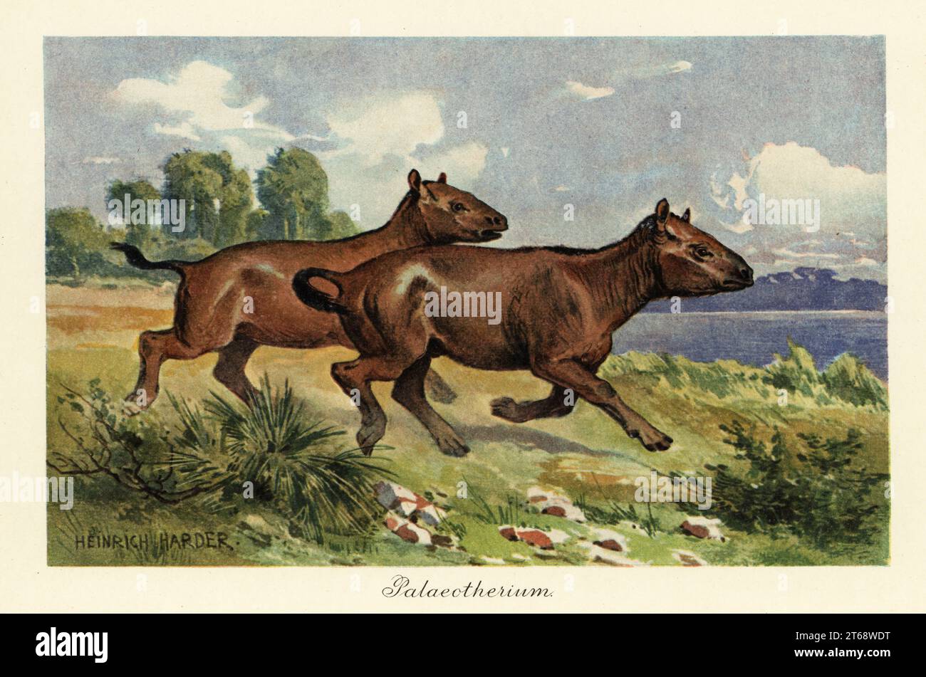 Palaeotherium, extinct genus of perissodactyl ungulate, mid Eocene to