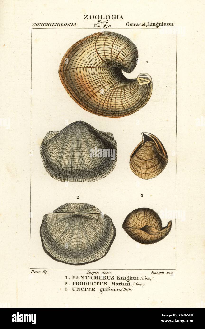 Fossils of extinct lamp shells. Kirkidium knightii 1, Araxilevis intermedius 2, Uncites grifoides 3. Pentamerus knightii, Productus martini, Uncite grifoide. Handcoloured copperplate stipple engraving from Antoine Laurent de Jussieu's Dizionario delle Scienze Naturali, Dictionary of Natural Science, Florence, Italy, 1837. Illustration engraved by Stanghi, drawn by Jean Gabriel Pretre and published by Batelli e Figli. Turpin (1775-1840) is considered one of the greatest French botanical illustrators of the 19th century. Stock Photo