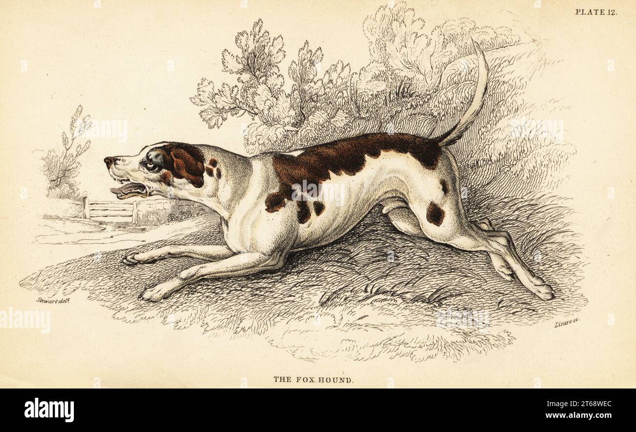 Fox hound, Canis lupus familiaris. Handcoloured steel engraving by William Lizars from a drawing by James Stewart from Colonel Charles Hamilton Smiths volume on Dogs from Sir William Jardine's Naturalist's Library: Mammalia, W. H. Lizars, Edinburgh, 1840. Stock Photo