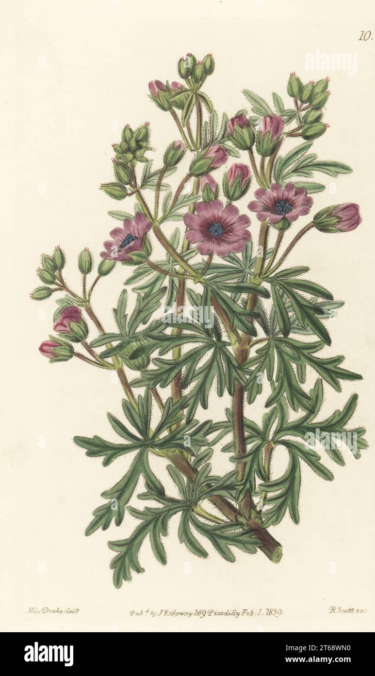 Tuberous-rooted cranesbill, Geranium tuberosum. Tuberous geranium, branched variety, Geranium tuberosum var. ramosum. Handcoloured copperplate engraving by Robert Scott after a botanical illustration by Sarah Drake from Edwards Botanical Register, edited by John Lindley, published by James Ridgway, London, 1839. Stock Photo