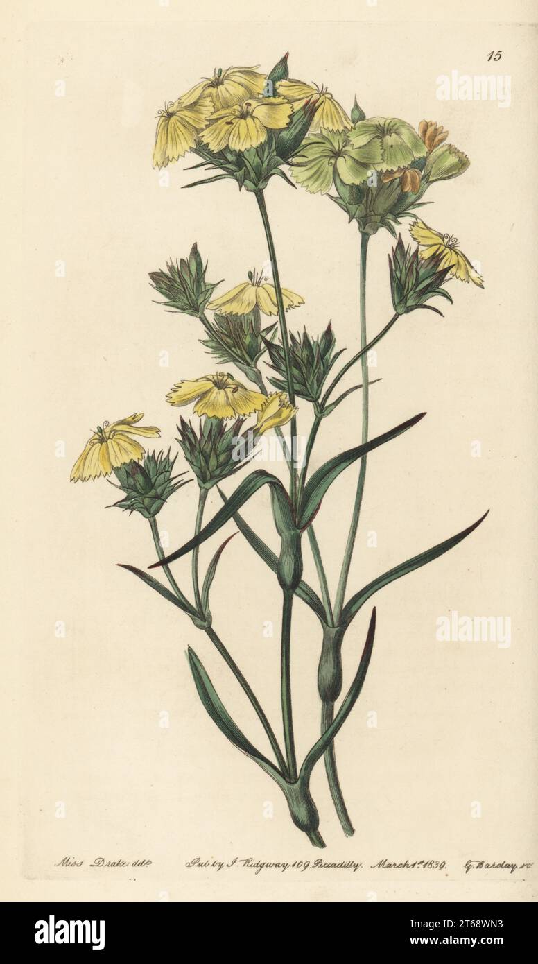 Yellow pink, Dianthus ferrugineus. Possibly a hybrid with Dianthus ochroleucus (Dianthus monadelphus). Handcoloured copperplate engraving by George Barclay after a botanical illustration by Sarah Drake from Edwards Botanical Register, edited by John Lindley, published by James Ridgway, London, 1839. Stock Photo