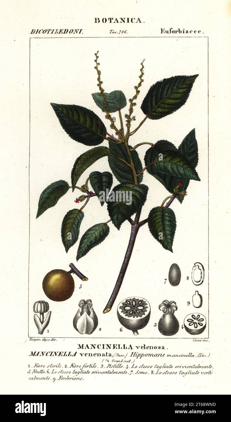 Manchineel or beach apple tree, Hippomane mancinella. Mancinella venenata, Mancinella velenosa. Handcoloured copperplate stipple engraving from Antoine Laurent de Jussieu's Dizionario delle Scienze Naturali, Dictionary of Natural Science, Florence, Italy, 1837. Illustration engraved by Corsi, drawn and directed by Pierre Jean-Francois Turpin, and published by Batelli e Figli. Turpin (1775-1840) is considered one of the greatest French botanical illustrators of the 19th century. Stock Photo