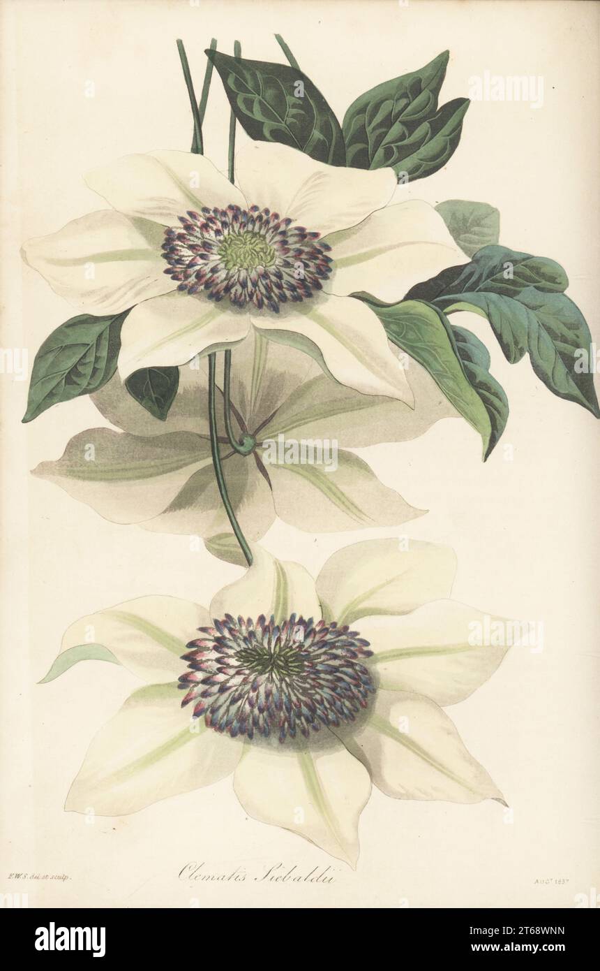 Asian virginsbower, or passion flower clematis, Clematis florida. Native to China, Korea and Japan, imported from Japan by German botanist Philipp Franz Balthasar von Siebold. Siebold's clematis, Clematis sieboldii. Handcoloured botanical illustration drawn and engraved by Frederick William Smith from Joseph Paxtons Magazine of Botany, and Register of Flowering Plants, Volume 4, Orr and Smith, London, 1837. Stock Photo