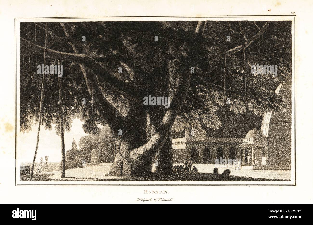 árbol ashwattha hi-res stock photography and images - Alamy