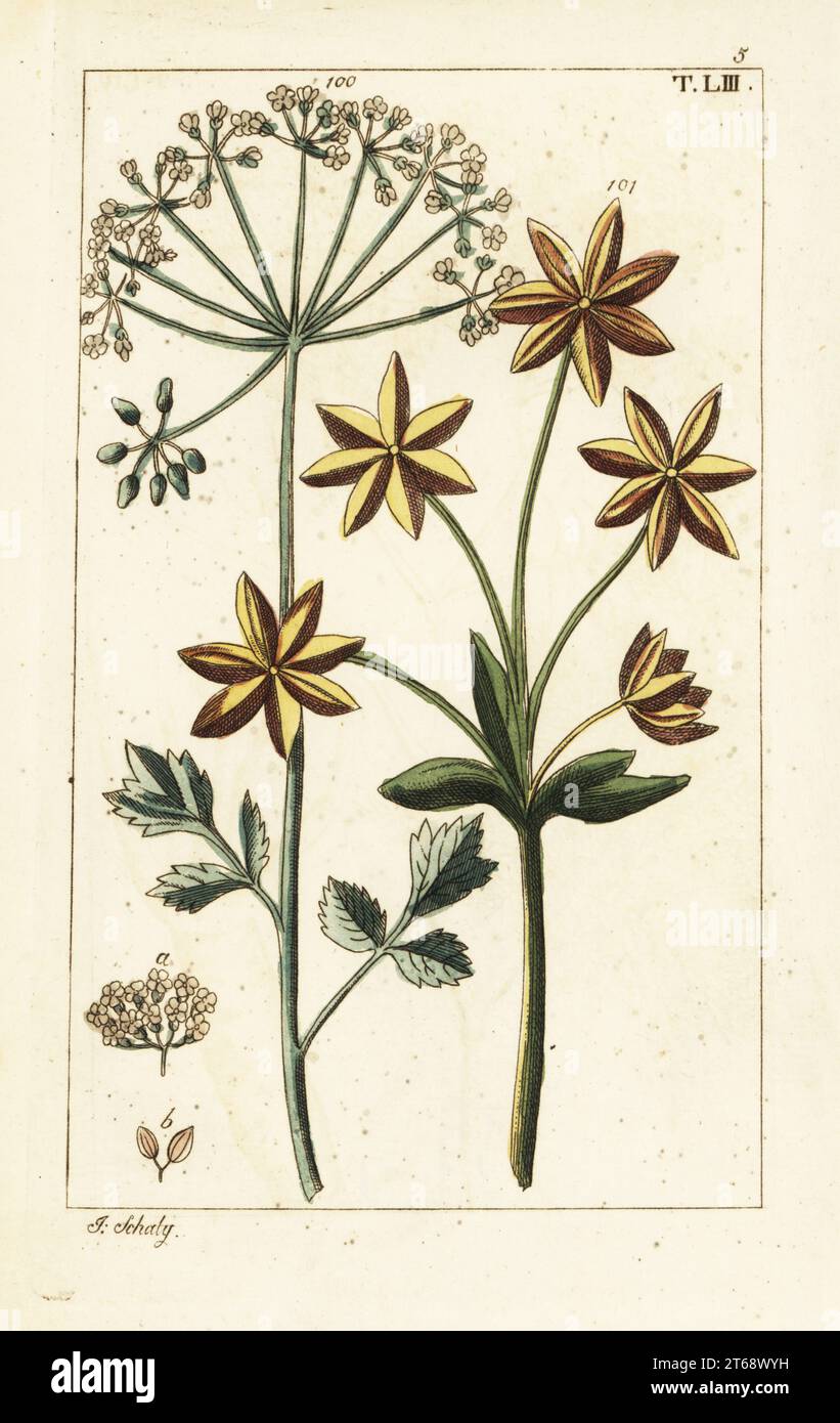 Anise or aniseed plant with flowers and seeds, Pimpinella anisum. Handcolored copperplate engraving by J. Schaly of a botanical illustration from Gottlieb Tobias Wilhelm's Unterhaltungen aus der Naturgeschichte (Encyclopedia of Natural History), Vienna, 1816. Stock Photo
