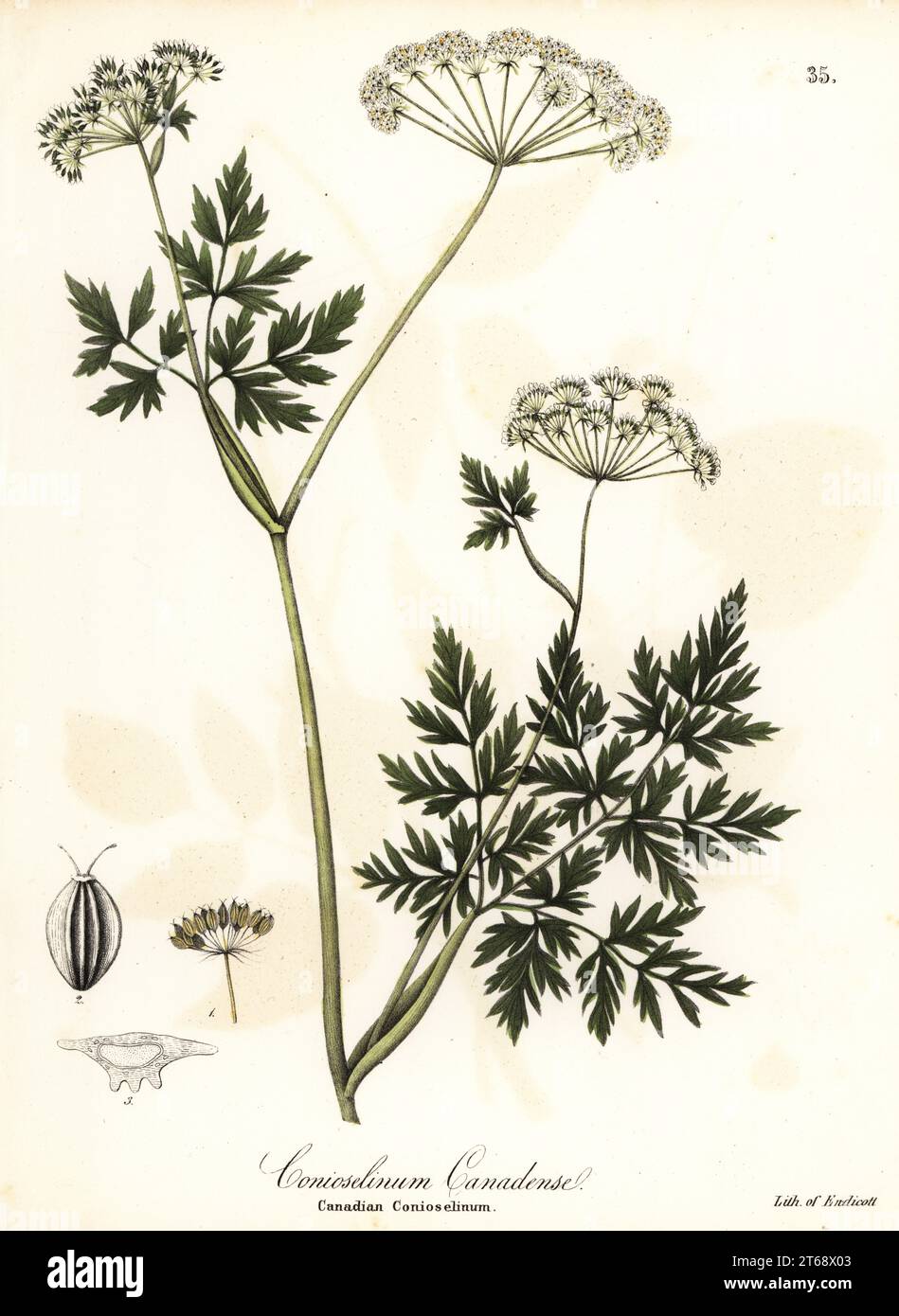 Hemlock-parsley., Conioselinum chinense (Canadian conioselinum, Conioselinum canadense). Handcoloured lithograph by Endicott after a botanical illustration from John Torreys A Flora of the State of New York, Carroll and Cook, Albany, 1843. The plates drawn by John Torrey, Agnes Mitchell, Elizabeth Paoley and Swinton. John Torrey was an American botanist, chemist and physician 1796-1873. Stock Photo