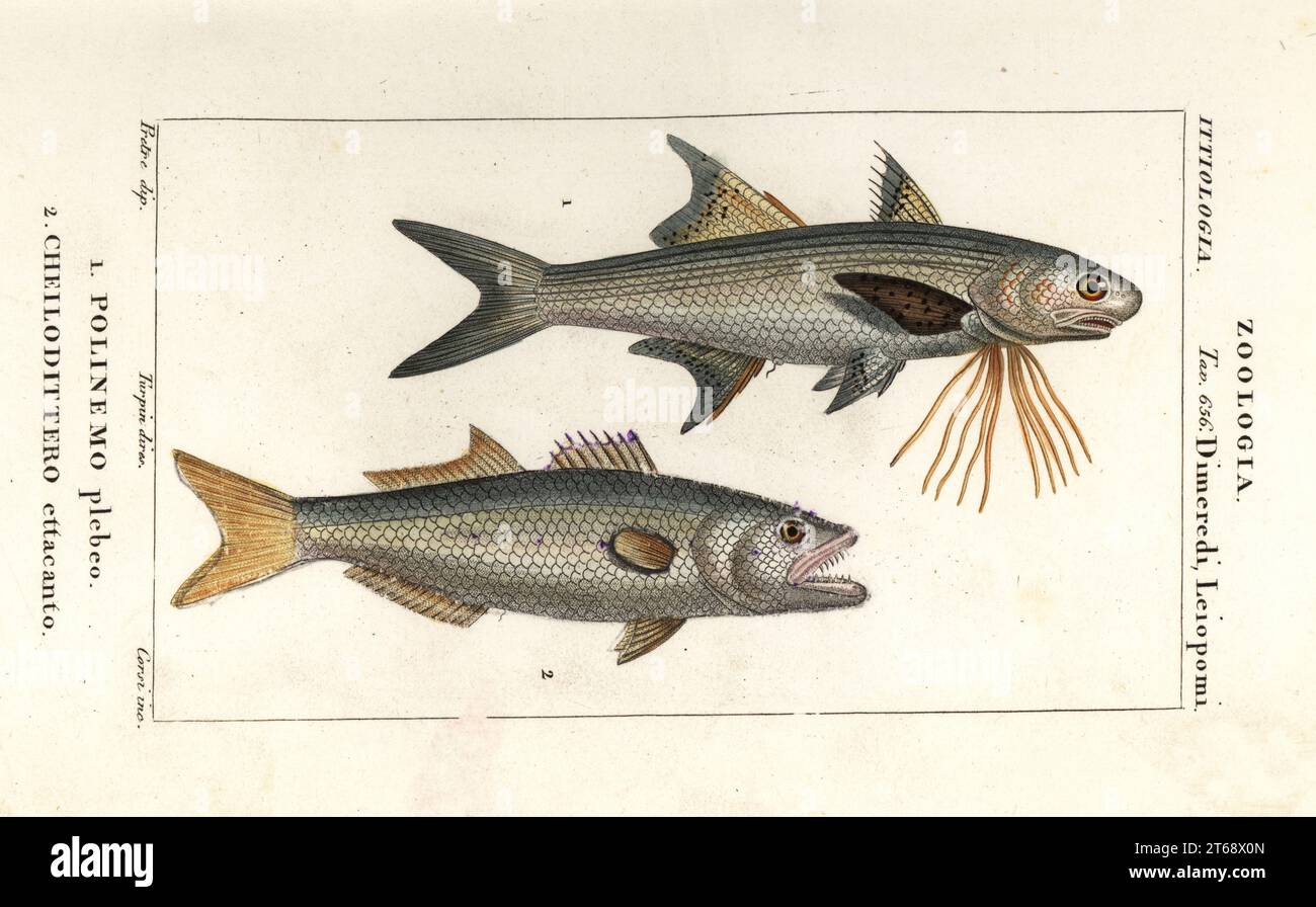 Striped threadfin, Polydactylus plebeius, and bluefish, Pomatomus saltatrix. Polinemo plebeo, Cheilodittero ettacanto. Handcoloured copperplate stipple engraving from Antoine Laurent de Jussieu's Dizionario delle Scienze Naturali, Dictionary of Natural Science, Florence, Italy, 1837. Illustration engraved by Corsi, drawn by Jean Gabriel Pretre and directed by Pierre Jean-Francois Turpin, and published by Batelli e Figli. Turpin (1775-1840) is considered one of the greatest French botanical illustrators of the 19th century. Stock Photo