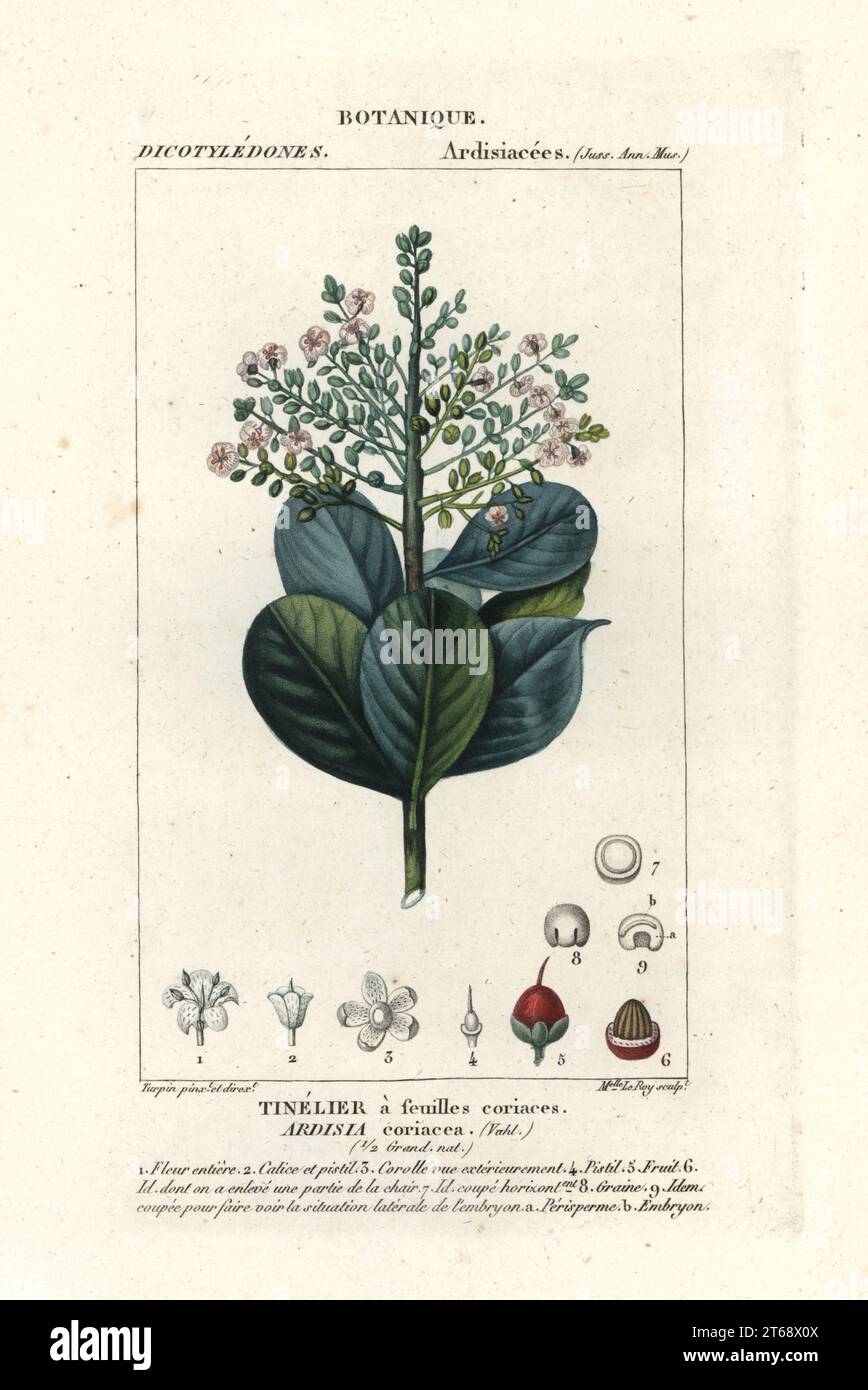 Beefwood, Ardisia coriacea, Tinelier a feuilles coriaces. (Myrsine coriacea) Handcoloured copperplate stipple engraving from Antoine Laurent de Jussieu's Dizionario delle Scienze Naturali, Dictionary of Natural Science, Florence, Italy, 1837. Illustration engraved by Mlle. Le Roy, drawn and directed by Pierre Jean-Francois Turpin, and published by Batelli e Figli. Turpin (1775-1840) is considered one of the greatest French botanical illustrators of the 19th century. Stock Photo