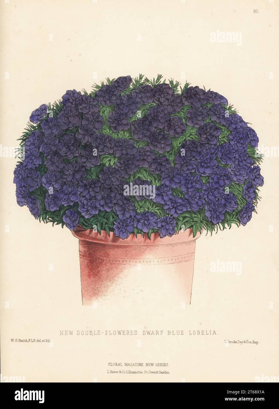 New double-flowered dwarf blue Lobelia in plant pot. From Dixon and Co. Nursery, Moorgate Street, Hackney. Handcolored botanical illustration drawn and lithographed by Worthington George Smith from Henry Honywood Dombrain's Floral Magazine, New Series, Volume 2, L. Reeve, London, 1873. Lithograph printed by Vincent Brooks, Day & Son. Stock Photo