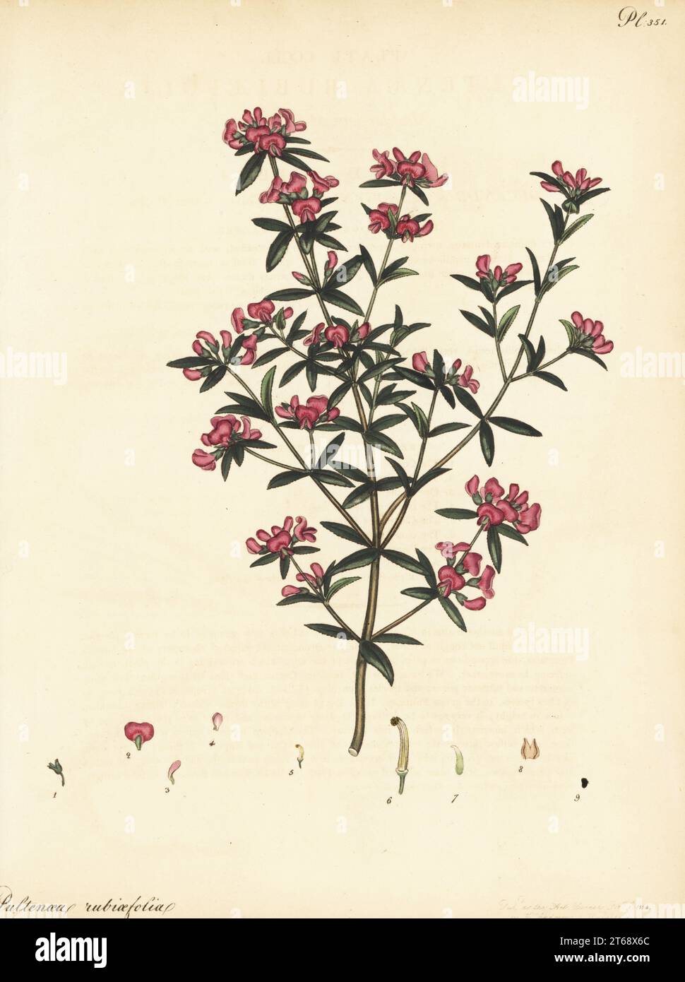 Mirbelia rubiifolia. Mudder-leaved pultenaea, Pultenaea rubiaefolia. From New Holland, Australia, in the Hammersmith nursery of Lee and Kennedy. Copperplate engraving drawn, engraved and hand-coloured by Henry Andrews from his Botanical Register, Volume 5, self-published in Knightsbridge, London, 1804. Stock Photo