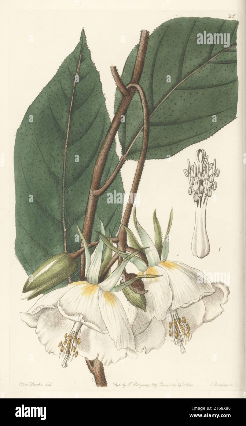 Large-flowered trochetia, Trochetia grandiflora. Received from Mauritius, and flowered at the Duke of Northumberland's garden at Syon. Handcoloured copperplate engraving by George Barclay after a botanical illustration by Sarah Drake from Edwards Botanical Register, continued by John Lindley, published by James Ridgway, London, 1844. Stock Photo