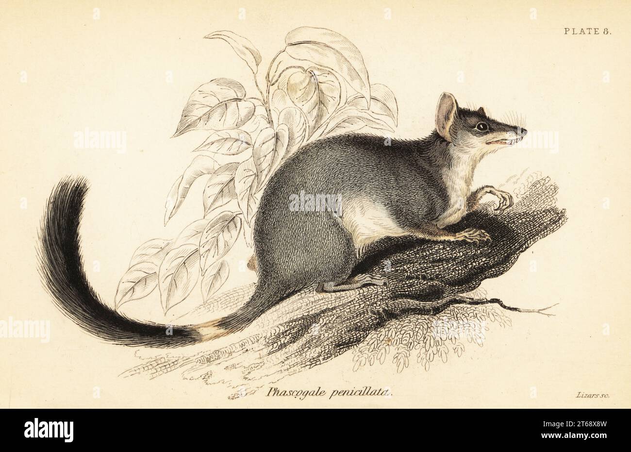 Brush tailed phascogale hi-res stock photography and images - Alamy