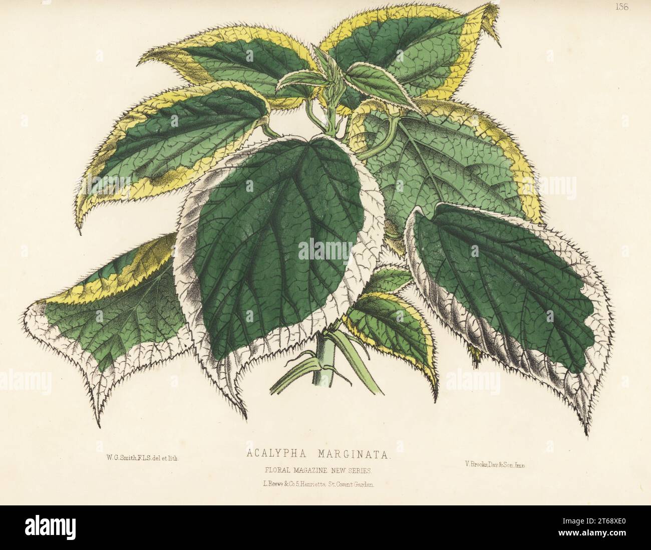Copperleaf, Acalypha marginata, foliage plant native to the tropics and subtropics. Imported by Benjamin Samuel Williams of Upper Holloway. Handcolored botanical illustration drawn and lithographed by Worthington George Smith from Henry Honywood Dombrain's Floral Magazine, New Series, Volume 4, L. Reeve, London, 1875. Lithograph printed by Vincent Brooks, Day & Son. Stock Photo