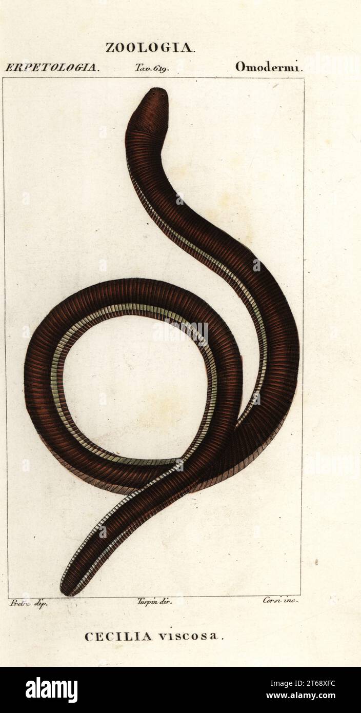 Common yellow banded caecilian hi-res stock photography and images - Alamy