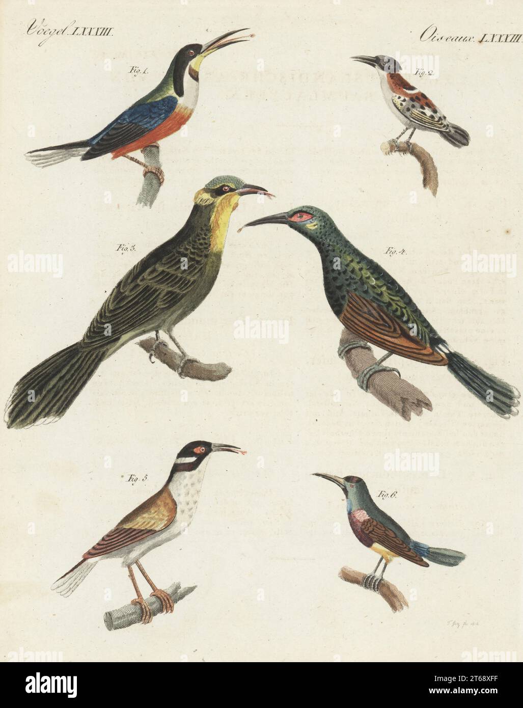 Eastern spinebill, Acanthorhynchus tenuirostris 1, Myzomela species 2, yellow-tufted honeyeater, Lichenostomus melanops 3, brush wattlebird, Anthochaera chrysoptera 4, white-naped honeyeater, Melithreptus lunatus 5, and souimanga sunbird, Cinnyris sovimanga (as quintilor of Sierra Leone) 6. Handcoloured copperplate engraving from Carl Bertuch's Bilderbuch fur Kinder (Picture Book for Children), Weimar, 1812. A 12-volume encyclopedia for children illustrated with almost 1,200 engraved plates on natural history, science, costume, mythology, etc., published from 1790-1830. Stock Photo