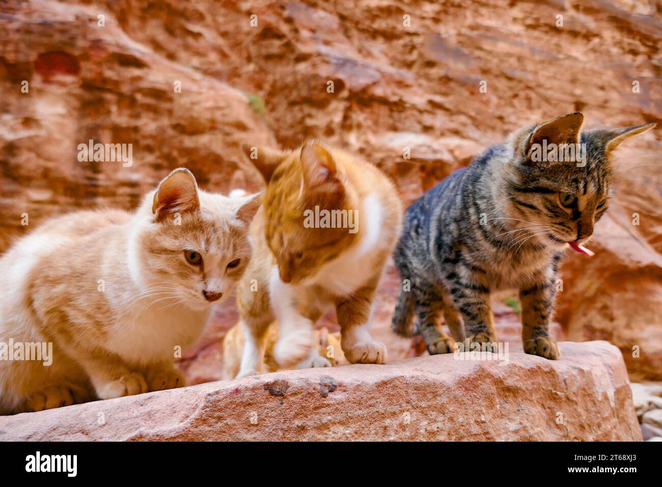 The cute cats standing on a rock on the blurry background Stock Photo ...