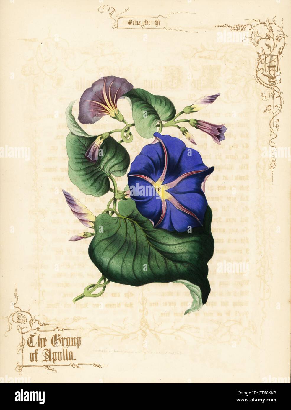 Morning glory flowers and foliage. The Group of Apollo. Handcoloured