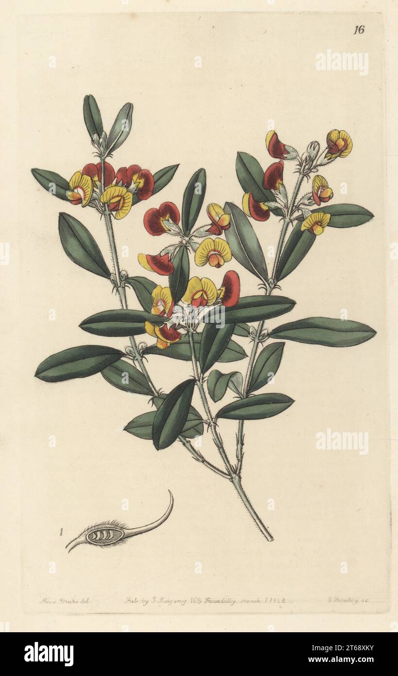 Gastrolobium capitatum. Native to the Swan River, western Australia. Headed oxylobium, Oxylobium capitatum. Handcoloured copperplate engraving by George Barclay after a botanical illustration by Sarah Drake from Edwards Botanical Register, continued by John Lindley, published by James Ridgway, London, 1843. Stock Photo