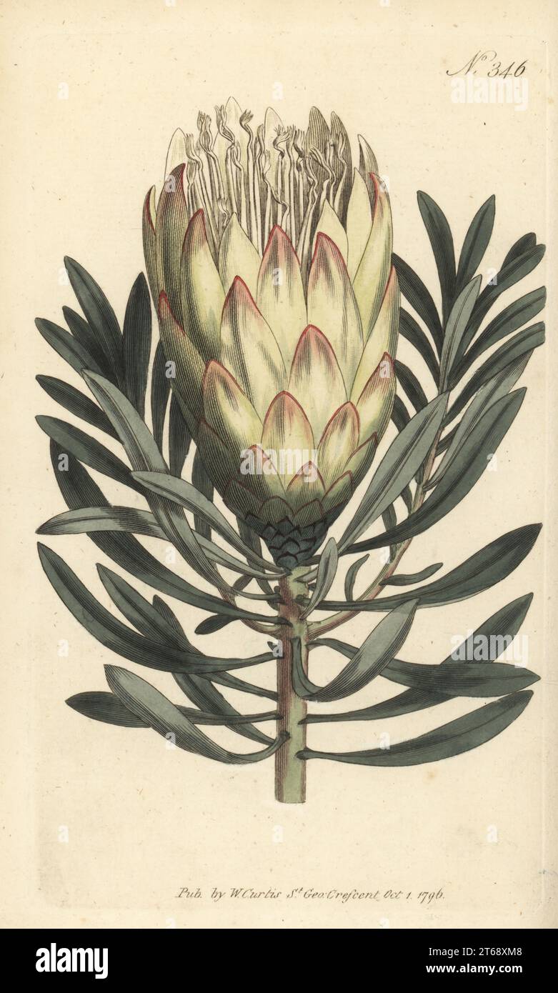 Common sugarbush or suikerbossie, Protea repens. Honey-bearing protea, Protea mellifera. Native to the Cape, South Africa, introduced by Scottish botanist Francis Masson in 1774. Handcoloured copperplate engraving by Sansom after a botanical illustration by Sydenham Edwards from William Curtis's Botanical Magazine, Stephen Couchman, London, 1796. Stock Photo
