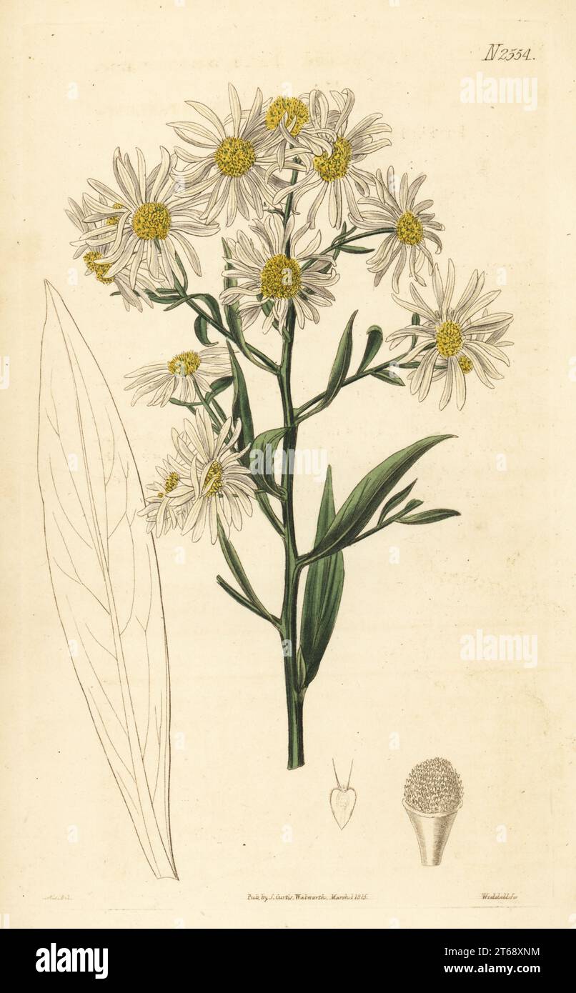 White doll's daisy, or star-wort-flowered boltonia, Boltonia asteroides. Native of North America, raised in the Bury gardens. Stock Photo