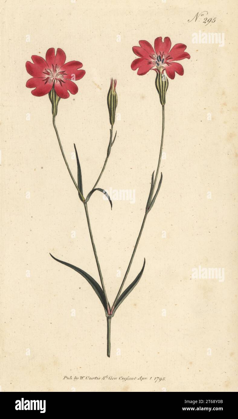 Rose of heaven, Silene coeli-rosa. Smooth-leaved cockle or rose campion, Agrostemia coeli rosa. Native of Sicily and the Levant. Handcoloured copperplate engraving after a botanical illustration from William Curtis's Botanical Magazine, Stephen Couchman, London, 1795. Stock Photo