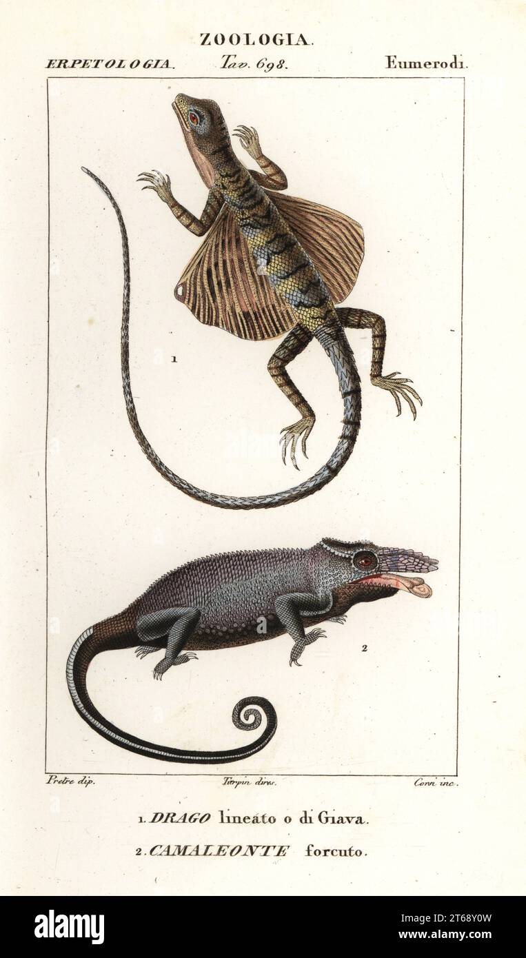 Common flying dragon, Draco volans, and two-horned chameleon, Furcifer bifidus. Drago lineato o di Giava, Camaleonte forcuto. Handcoloured copperplate stipple engraving from Antoine Laurent de Jussieu's Dizionario delle Scienze Naturali, Dictionary of Natural Science, Florence, Italy, 1837. Illustration engraved by Corsi, drawn and directed by Pierre Jean-Francois Turpin, and published by Batelli e Figli. Turpin (1775-1840) is considered one of the greatest French botanical illustrators of the 19th century. Stock Photo