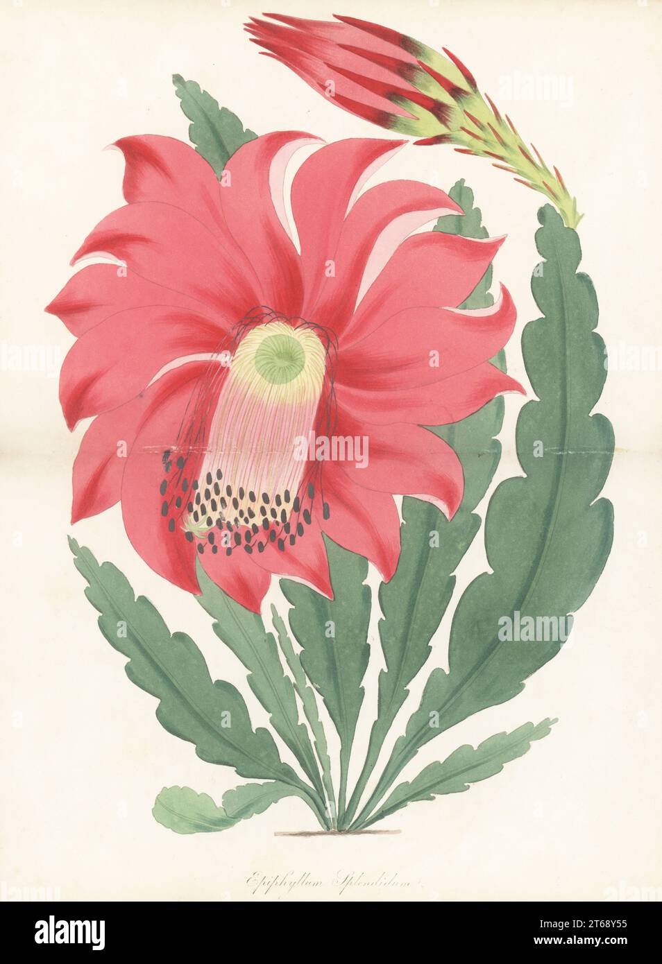 Splendid epiphyllum, Epiphyllum x splendidum. Hybrid climbing cactus raised by nurseryman Mr. Hitchen of Norwich. Native to Central and South America. Handcoloured engraving from Joseph Paxtons Magazine of Botany, and Register of Flowering Plants, Volume 1, Orr and Smith, London, 1834. Stock Photo