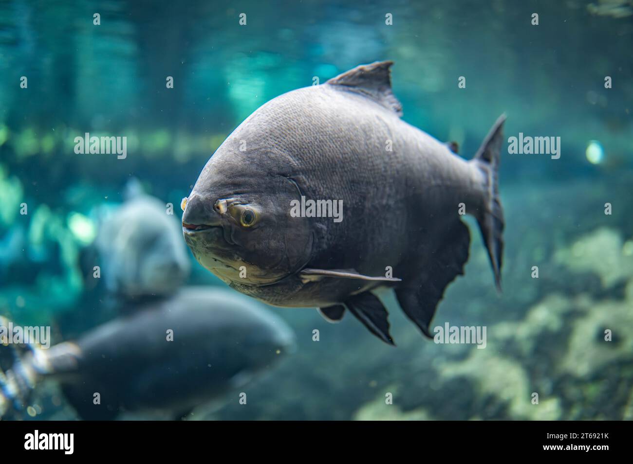 Portrait of a fish swimming in the water Stock Photo