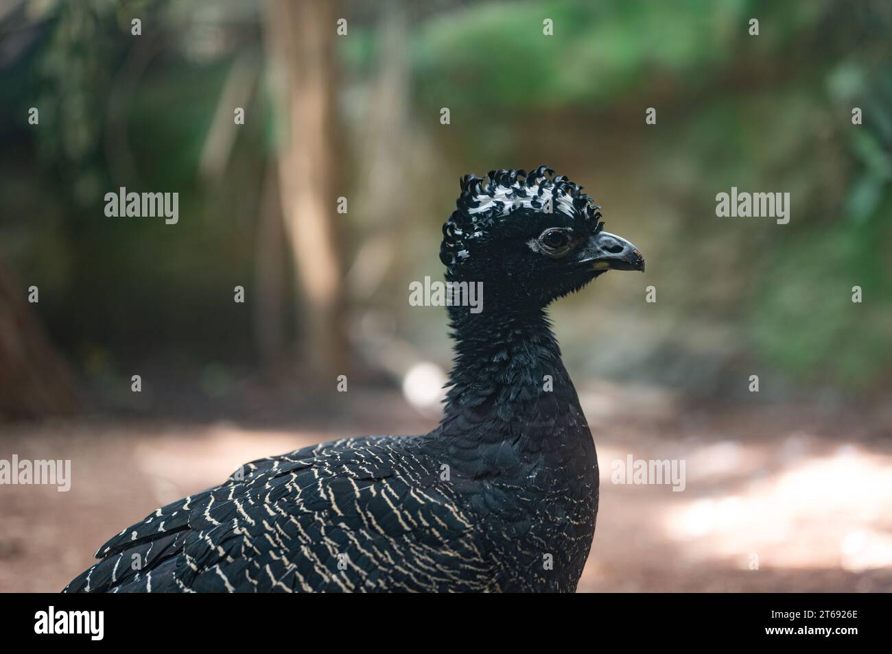 Portrait of a black bird in nature Crax Alberti Stock Photo