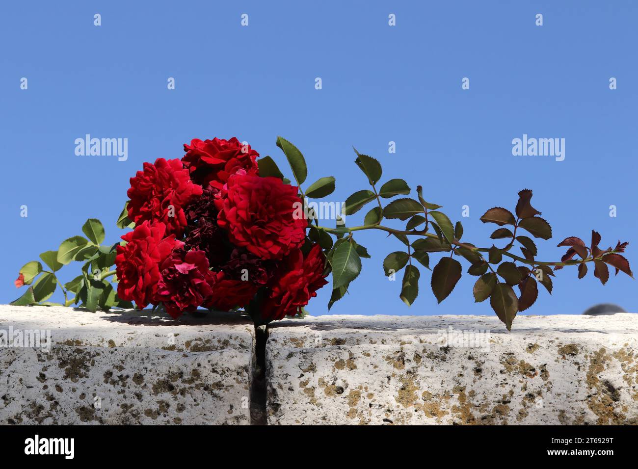 red roses on the wall Stock Photo