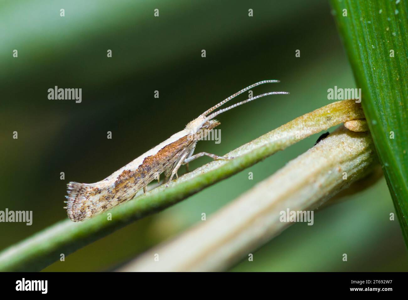 Diamondback Moth, Plutella Xylostella Stock Photo