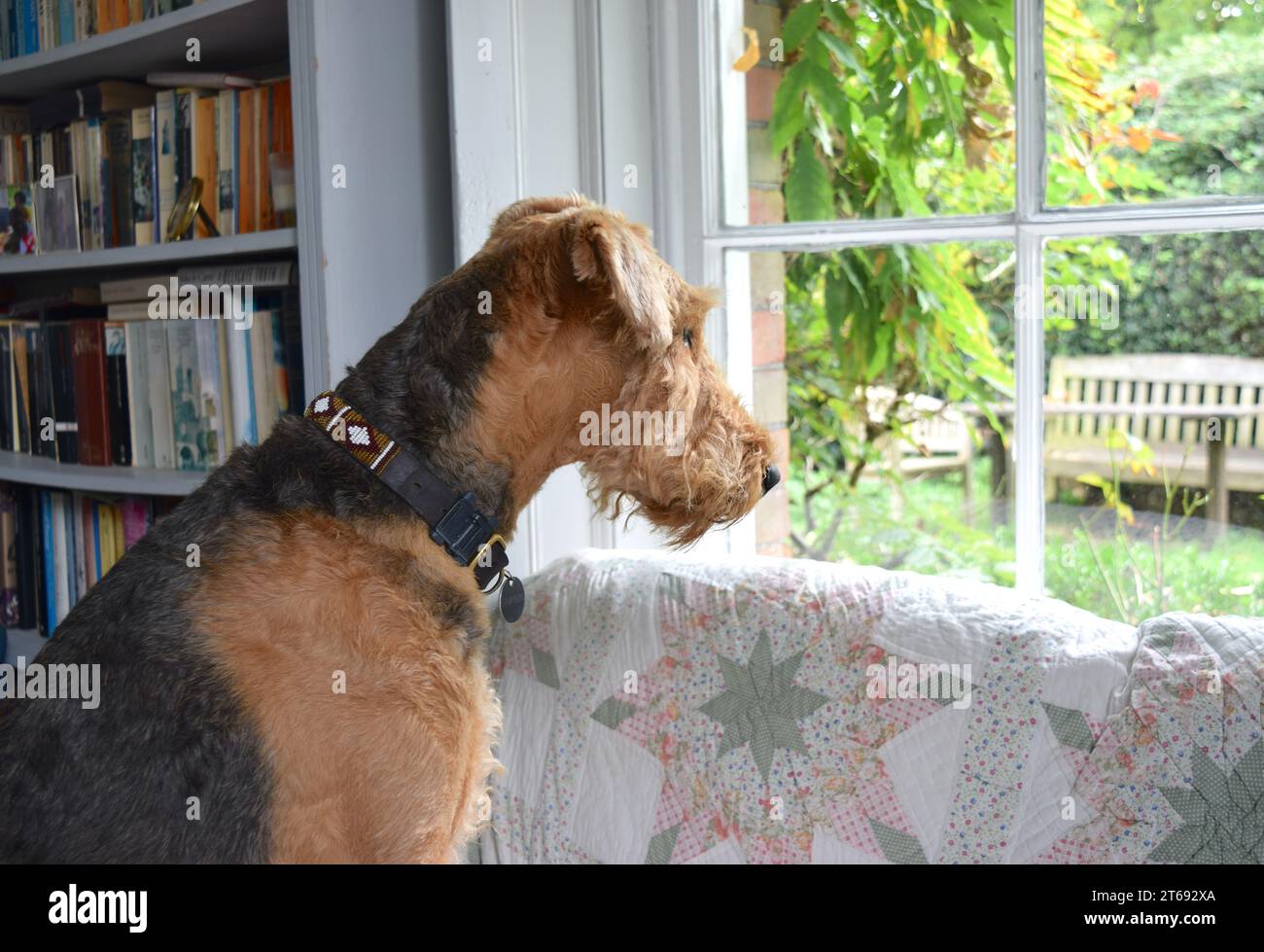 Airedale terrier dog in home interior Stock Photo