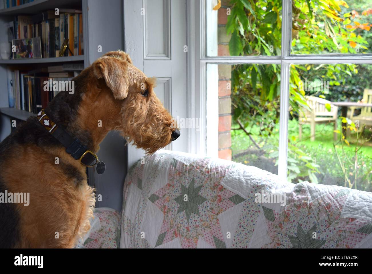 Airedale terrier dog in home interior Stock Photo