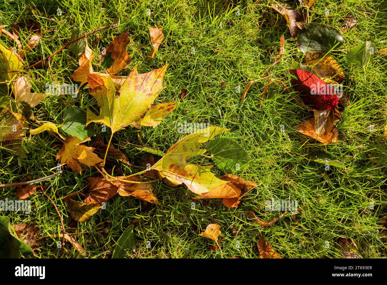 fallen leaves in an autumn grassy field Stock Photo - Alamy