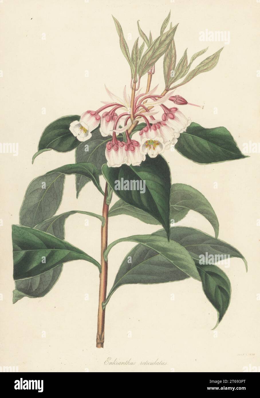 Enkianthus quinqueflorus. Native to Asia, China, and raised at Lucombe, Pince & Co. Nursery, Exeter. Netted-leaved enkianthus, Enkianthus reticulatus. Handcoloured lithograph after a botanical illustration by Miss Flood from Joseph Paxtons Magazine of Botany, and Register of Flowering Plants, Volume 5, Orr and Smith, London, 1838. Stock Photo