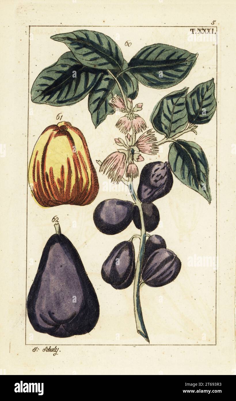Malay apple with fruit and flowers, Syzygium malaccense (Caryophyllus malaccensis, Eugenia malaccensis). Handcolored copperplate engraving of a botanical illustration by J. Schaly from Gottlieb Tobias Wilhelm's Unterhaltungen aus der Naturgeschichte (Encyclopedia of Natural History), Vienna, 1816. Stock Photo