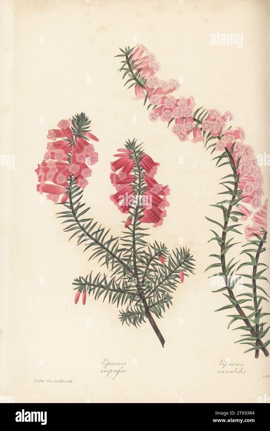 Common heath, Epacris impressa. Native to Victoria, South Australia, New South Wales, Van Diemen's Land (Tasmania), Australia, introduced by nurserymen Messrs. Mackey (Lowe), Clapton, 1825. Epacris impressa and variable epacris, Epacris variabilis. Handcoloured engraving by Frederick William Smith after a botanical illustration by Samuel Holden from Joseph Paxtons Magazine of Botany, and Register of Flowering Plants, Volume 4, Orr and Smith, London, 1837. Stock Photo