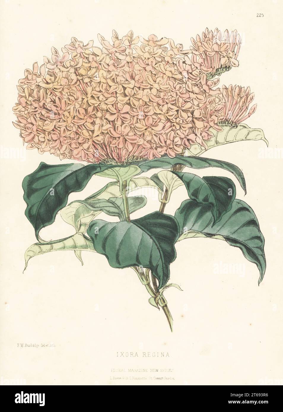 Dwarf variety with many flowers, Ixora species. Raised by William Bull, of King's Road, Chelsea. As Ixora regina. Handcolored botanical illustration drawn and lithographed by Frederick William Burbidge from Henry Honywood Dombrain's Floral Magazine, New Series, Volume 5, L. Reeve, London, 1876. Lithograph printed by Vincent Brooks, Day & Son. Stock Photo
