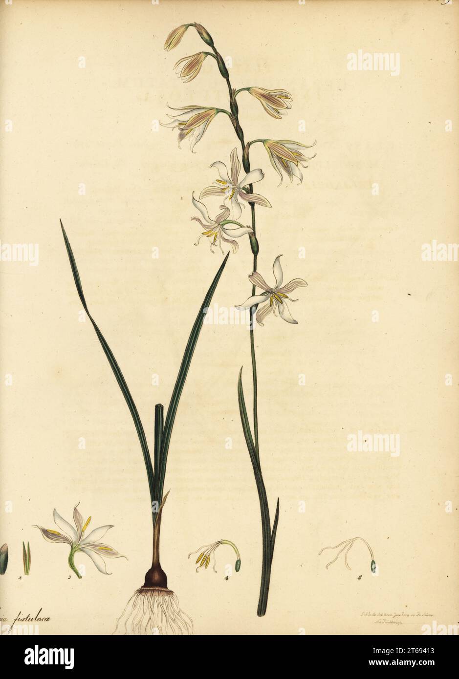 Hesperantha radiata, native to the Cape of Good Hope, South Africa. Hollow-leaved ixia, Ixia fistulosa. Copperplate engraving drawn, engraved and hand-coloured by Henry Andrews from his Botanical Register, Volume 1, published in London, 1799. Stock Photo
