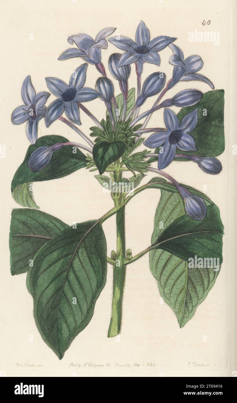 Porcelain blue hindsia, Hindsia violacea. Imported from South Brazil by nurseryman James Veitch and Son of Exeter. Handcoloured copperplate engraving by George Barclay after a botanical illustration by Sarah Drake from Edwards Botanical Register, continued by John Lindley, published by James Ridgway, London, 1844. Stock Photo