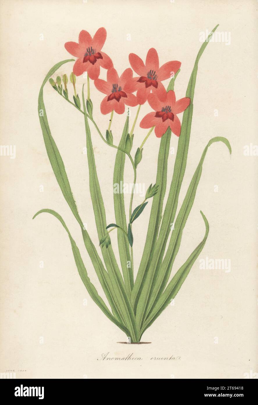 Flowering grass, Freesia laxa. Native to the Cape of Good Hope, South Africa. Blood-spotted anomatheca, Anomatheca cruenta. Handcoloured engraving from Joseph Paxtons Magazine of Botany, and Register of Flowering Plants, Volume 1, Orr and Smith, London, 1834. Stock Photo