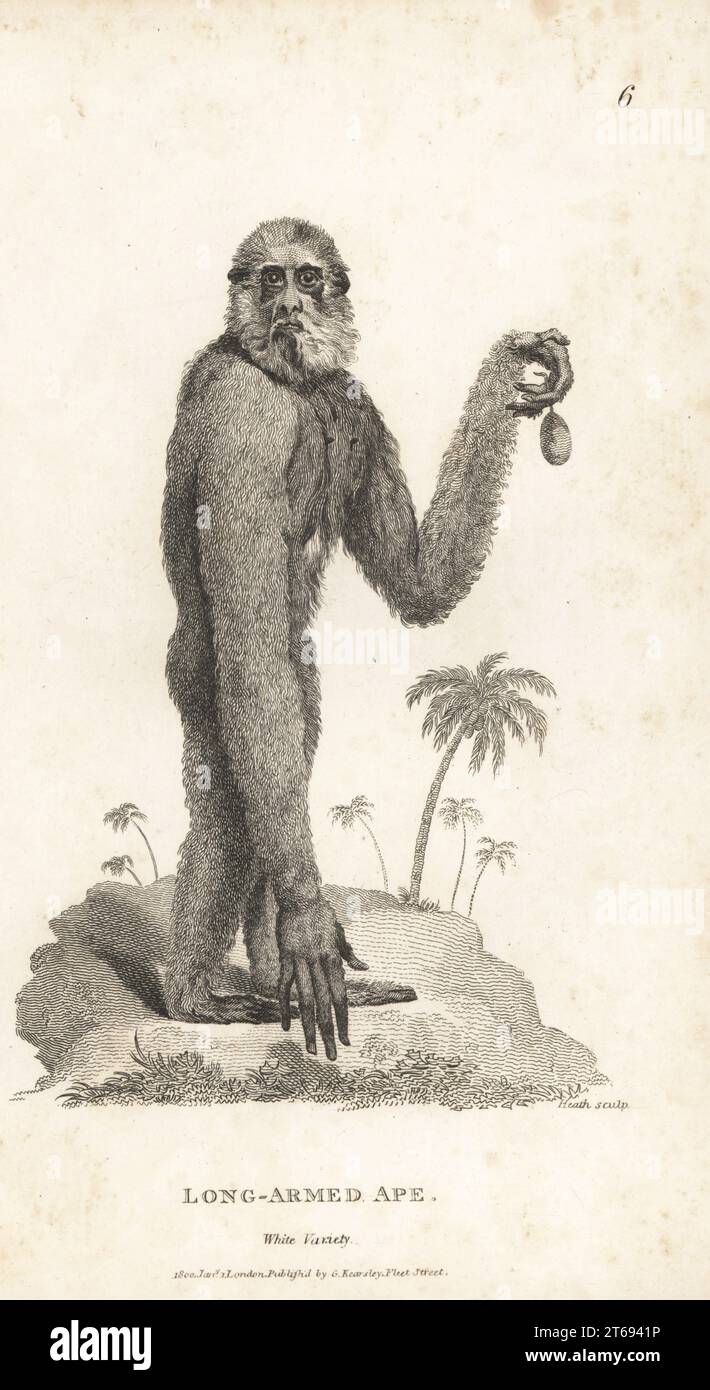 White-handed gibbon or lar gibbon, Hylobates lar, albino? Endangered. Long-armed ape, white variety, Simia lar. After an illustration by Charles Reuben Ryley of a specimen in the Museum Leverianum, 1791. Copperplate engraving by James Heath from George Shaws General Zoology: Mammalia, G. Kearsley, Fleet Street, London, 1800. Stock Photo