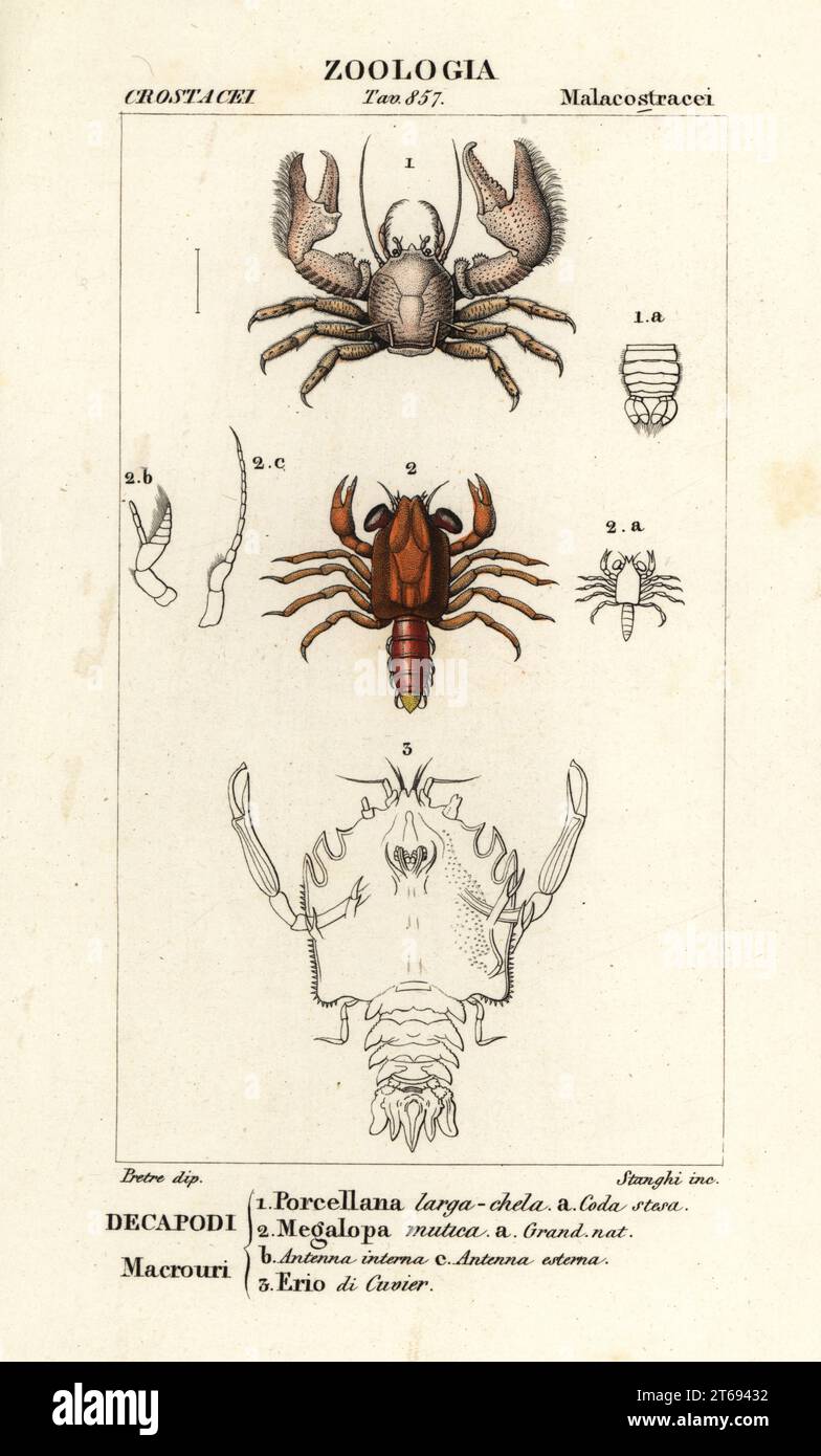 Porcelain crab, Porcellana species 1, shrimp, Megalopa mutica 2, and fossil of extinct crustacean, Eryon cuvieri 3. Porcellana larga-chela, Megalopa mutica, Erio di Cuvier. Handcoloured copperplate stipple engraving from Antoine Laurent de Jussieu's Dizionario delle Scienze Naturali, Dictionary of Natural Science, Florence, Italy, 1837. Illustration engraved by Corsi, drawn by Jean Gabriel Pretre and directed by Pierre Jean-Francois Turpin, and published by Batelli e Figli. Turpin (1775-1840) is considered one of the greatest French botanical illustrators of the 19th century. Stock Photo