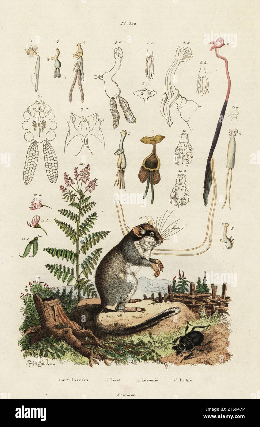 Edible dormouse or fat dormouse, Glis glis 11, Copepods, Lernaea multicornis, 1-10, Lessertia falciformis 12, and beetle, Lethrus cephalotes 13. Lernees, Lerot, Lessertie, Lethre. Handcoloured steel engraving after an illustration by Adolph Fries from Felix-Edouard Guerin-Meneville's Dictionnaire Pittoresque d'Histoire Naturelle (Picturesque Dictionary of Natural History), Paris, 1834-39. . Stock Photo
