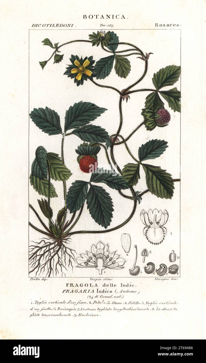 Mock strawberry, Potentilla indica. Handcoloured copperplate stipple engraving from Jussieu's Dizionario delle Scienze Naturali, Dictionary of Natural Science, Florence, Italy, 1837. Illustration engraved by Devegni, drawn by Jean Gabriel Pretre and directed by Pierre Jean-Francois Turpin, and published by Batelli e Figli. Turpin (1775-1840) is considered one of the greatest French botanical illustrators of the 19th century. Stock Photo